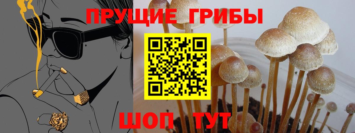 Псилоцибиновые грибы Cubensis Тамбов